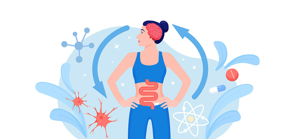 An image of a gut, implying how gut bacteria influences weight management and helps improves metabolism